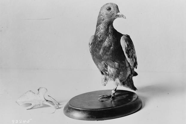 Cher Ami, the carrier pigeon that carried a message from the Lost Battalion to the 77th Division on Oct. 4, 1918. 