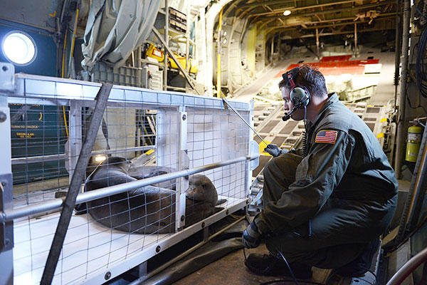 PO2 Garth Booye, an aviation maintenance technician, ensures a carrier transporting two rehabilitated seals is properly secured in an HC-130 Hercules airplane. (U.S. Coast Guard/PO2 Tara Molle)