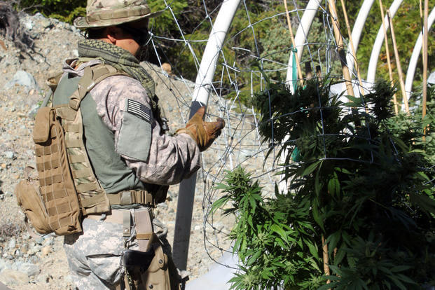 A member of the California National Guard Counterdrug Task Force eradicates an illicit marijuana grow site in support of Operation Yurok in Humboldt County, July 24, 2014. (U.S. Army National Guard photo/Spc. Brianne Roudebush)