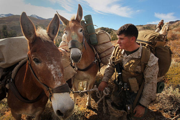 Military pack animals