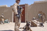 Marine Cpl. Rick Colts and his military working dog Torry pause during a patrol in Afghanistan in 2011. Torry, a German shepherd, worked with II Marine Expeditionary Force detecting IEDs in Helmand Province. (Rick Colts)