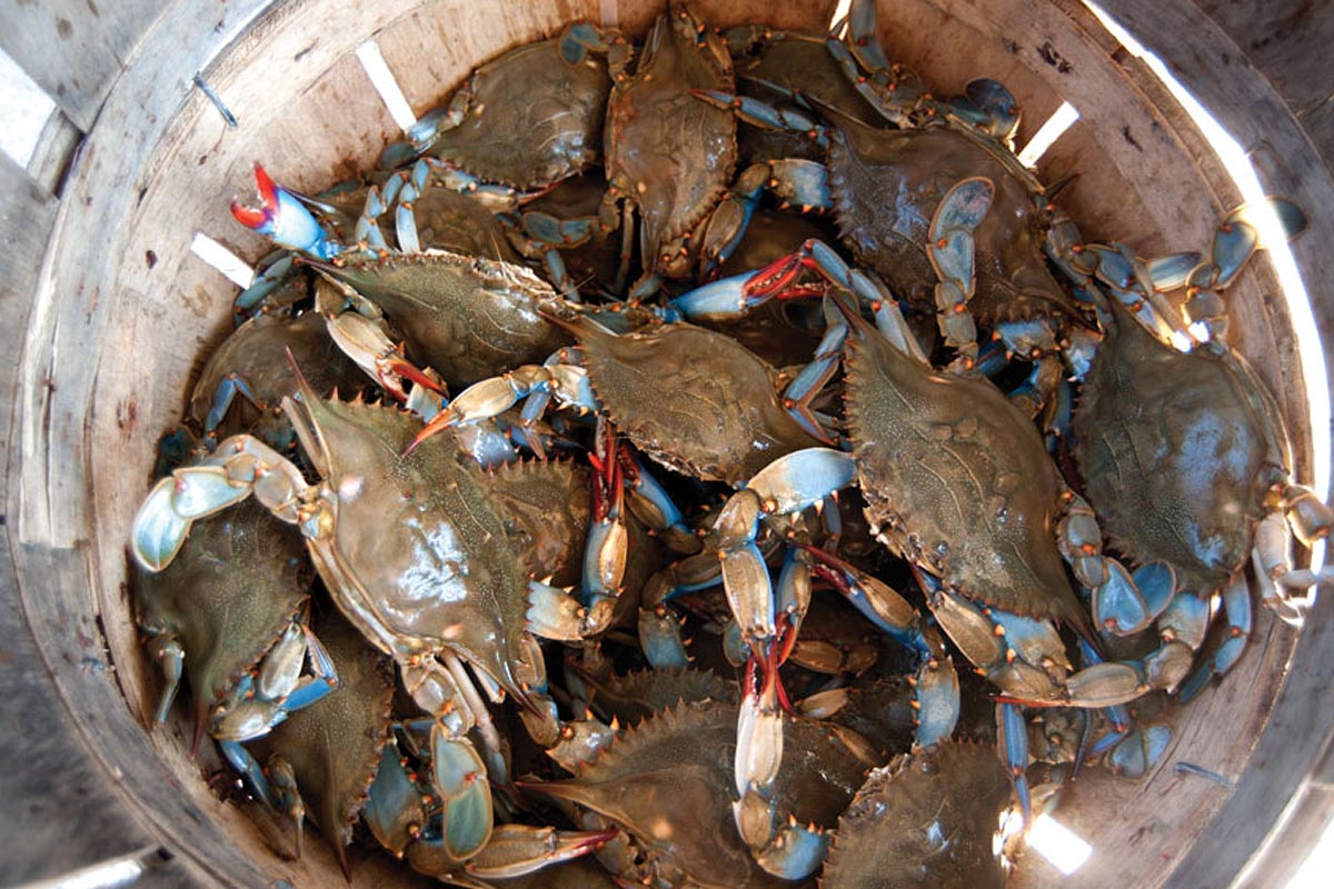 an analysis of crabs for the crabber an analysis of crabs for the crabber