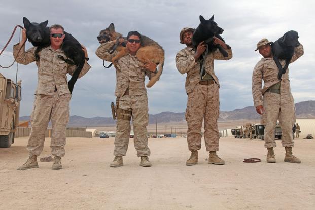 military dog holster