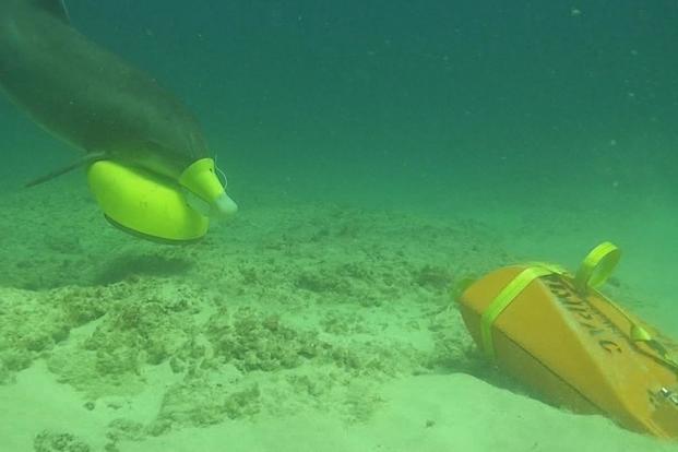 U.S. Navy Marine Mammal Program MARK 7 Marine Mammal System bottlenose dolphin places a marking device in the vicinity of an exercise sea mine in Southern California during Rim of the Pacific (RIMPAC) exercise, July 18, 2018. (U.S. Navy/SPAWAR Systems Center Pacific)