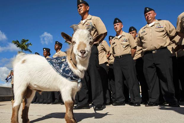Chief petty officer (CPO) selectees assigned to various commands at Joint Base Pearl Harbor-Hickam stand in formation in 2013 alongside Charlie the goat, representing the CPO organization. (U.S. Navy photo by Mass Communication Specialist 3rd Class Diana Quinlan)