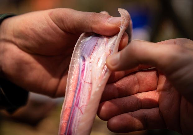 Two U.S. Marines feel the beating heart of a dead king cobra as part of jungle survival training during exercise Cobra Gold at Ban Chan Krem, Feb. 14, 2019, in Chanta Buri, Kingdom of Thailand. (Matthew J. Bragg/Marine Corps)