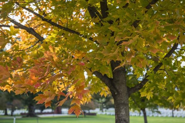Fall foliage at Arlington National Cemetery