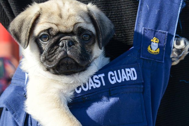 A pug puppy sits in a Coast Guard bag.