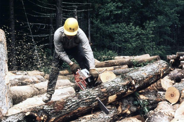 Lumberjack cuts logs.