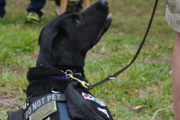 K9s For Warriors is the nation’s largest nonprofit connecting veterans to service dogs. Its program trains rescue dogs to be service dogs for post-9/11 veterans with post-traumatic stress disorder, traumatic brain injury, and/or military sexual trauma. (K9s for Warriors)