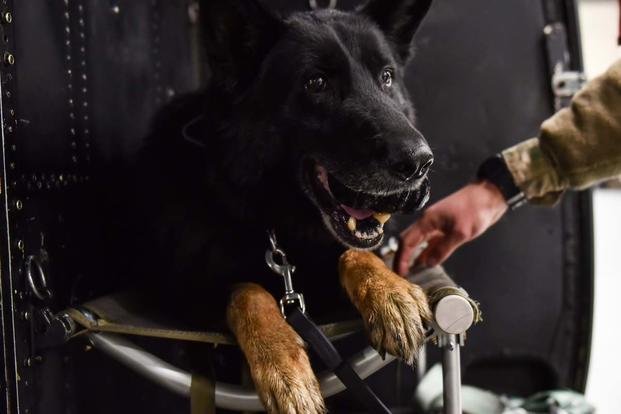 a dog helped take down the leader of isis