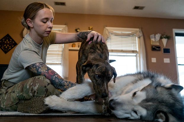An airman plays with her dogs.