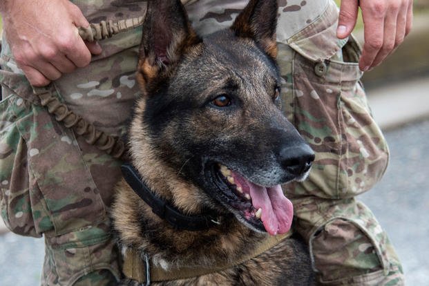 military working dog handler and his dog Olaf