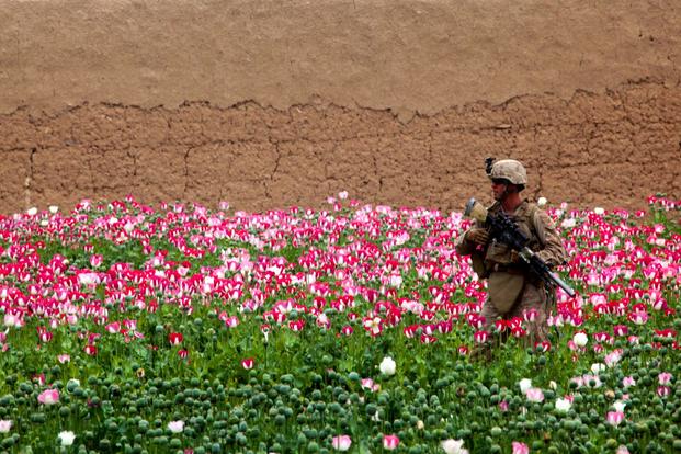 A Marine walks through a poppy field in Afghanistan in 2011. 