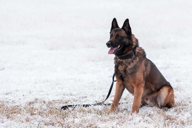 A military working dog awaits a command.