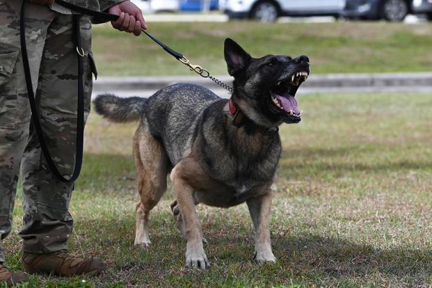 A military working dog barks during a demonstration.