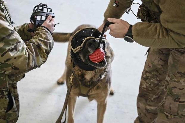 A military working dog dons safety glasses and a muzzle.