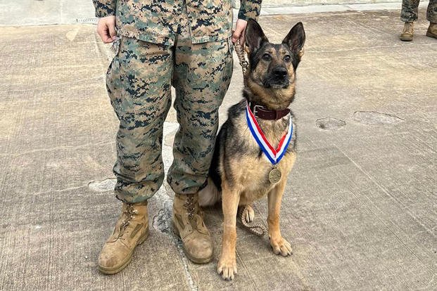 Gombi, a military working dog, was retired and adopted at Marine Corps Logistics Base-Albany. 