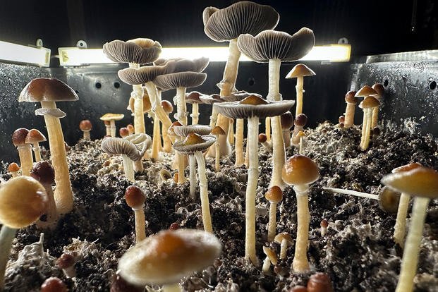 Psilocybin mushrooms stand ready for harvest in a humidified "fruiting chamber"