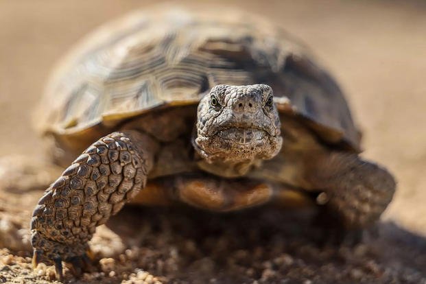 The Tortoise Research and Captive Rearing Site raises vulnerable tortoises on the vast Marine Corps base. 