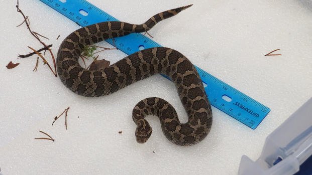 An adult male eastern massasauga rattlesnake was captured by volunteers at Camp Grayling on May 6, 2025. The snake was brought to a small field lab at the military base to be measured, tagged with a microchip, and checked for health problems. (Sheri McWhirter/MLive.com)