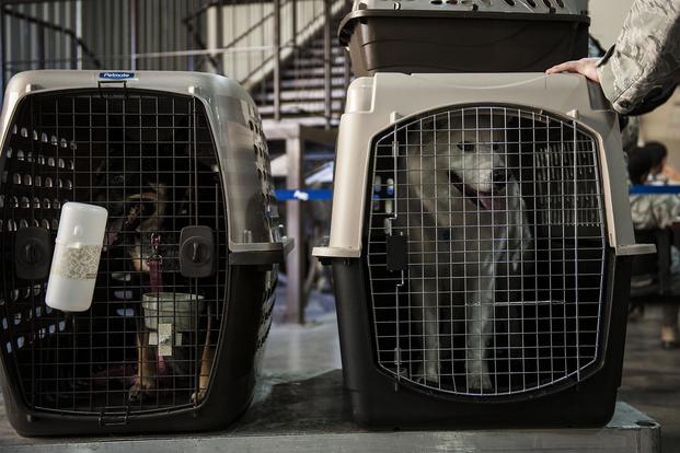 Pets of service members process through the line Sept. 27, 2013, at Incirlik Air Base, Turkey. Airman 1st Class Nicole Sikorski/Air Force