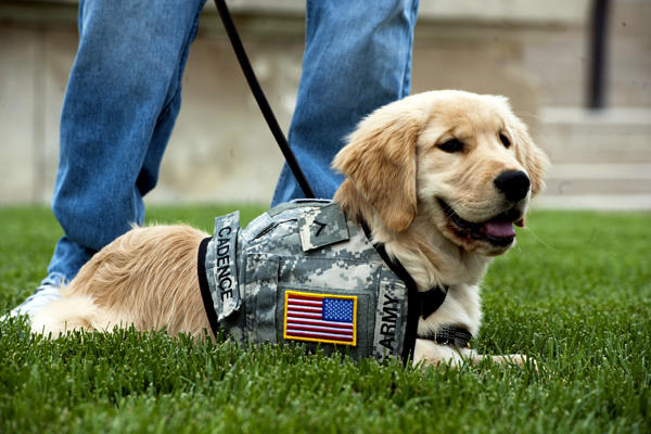 Service dog lying on the grass.