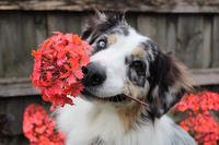 Dog with flowers. Photo via Pixabay.