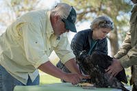 Barton J. Paxton, a biologist from the College of William and Mary, measures the talon on a 6-week-old bald eagle on Naval Air Station Patuxent River, Maryland, May 1, 2018. (U.S. Navy photo by Mass Communication Specialist 2nd Class Anita C. Newman)