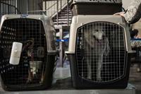 Pets of service members during a evacuation operation exercise.