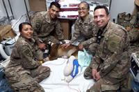 Military Working Dog Kuno treated for injuries.