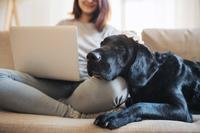 Black Labrador retriever lying its head on human's lap
