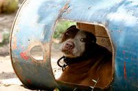 A pit bull, one of more than 200 rescued from a dogfighting ring, sits chained inside a steel drum at a coffee farm lot in San Pablo city, Laguna province, south of Manila, Philippines. 