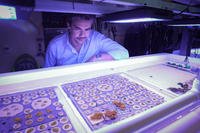 University of Miami professor Andrew Baker poses in a wet lab while looking at corals
