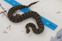 An adult male eastern massasauga rattlesnake was captured by volunteers at Camp Grayling on May 6, 2025. The snake was brought to a small field lab at the military base to be measured, tagged with a microchip, and checked for health problems. (Sheri McWhirter/MLive.com)