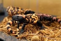 Gila monsters on straw.