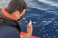 Coast Guard Helps Release 200 Baby Sea Turtles