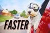 west highland white terrier seeks faster veteran employment in red van