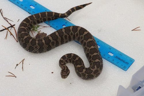 An adult male eastern massasauga rattlesnake was captured by volunteers at Camp Grayling on May 6, 2025. The snake was brought to a small field lab at the military base to be measured, tagged with a microchip, and checked for health problems. (Sheri McWhirter/MLive.com)